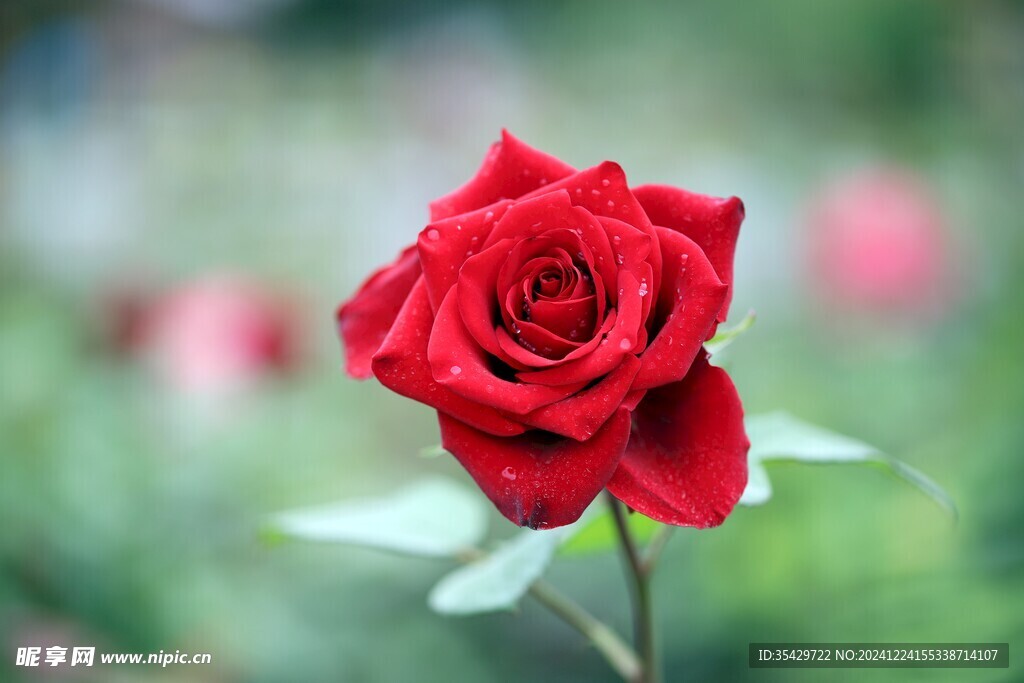 玫瑰花