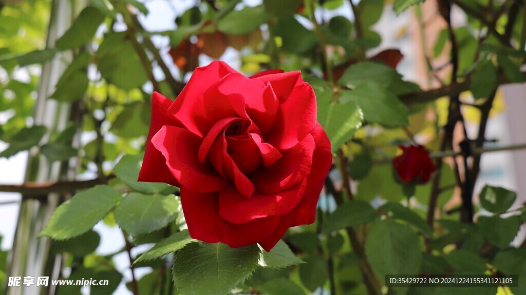 玫瑰花