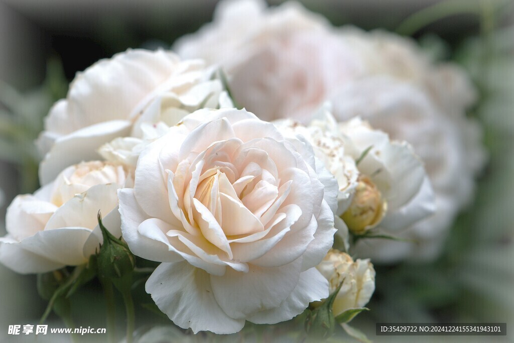 玫瑰花