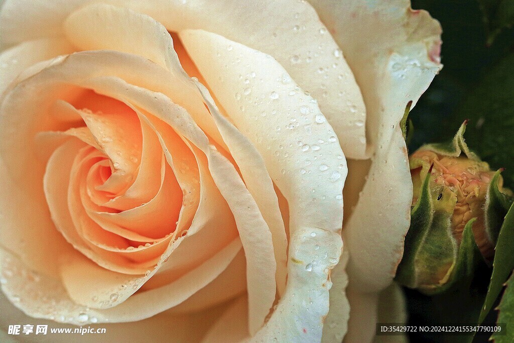 玫瑰花
