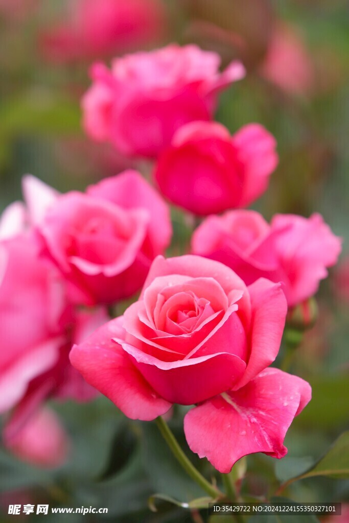 玫瑰花