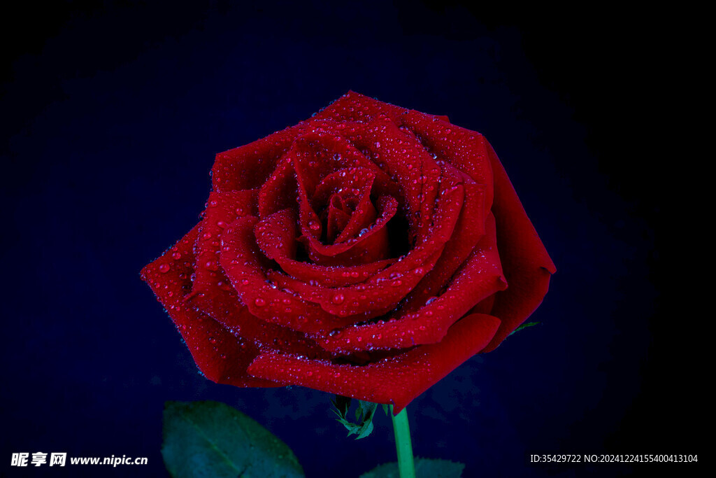 玫瑰花