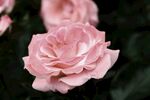 玫瑰花