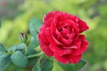 玫瑰花