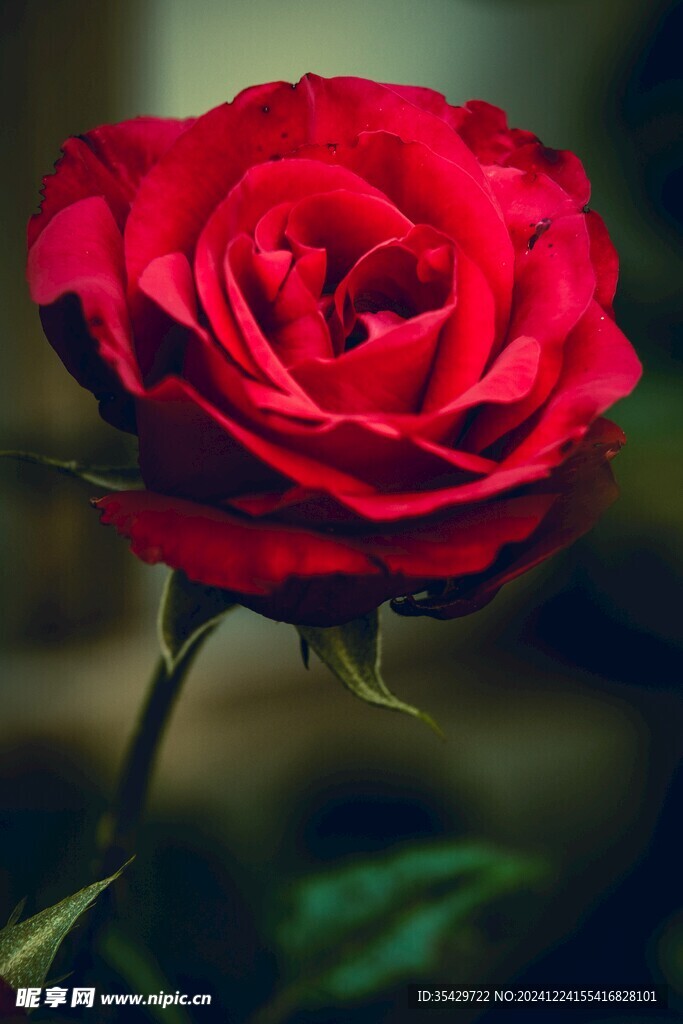玫瑰花