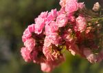 玫瑰花