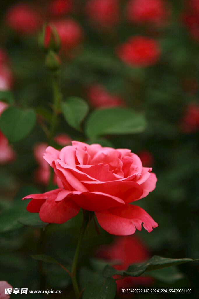 玫瑰花
