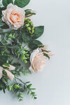 玫瑰花