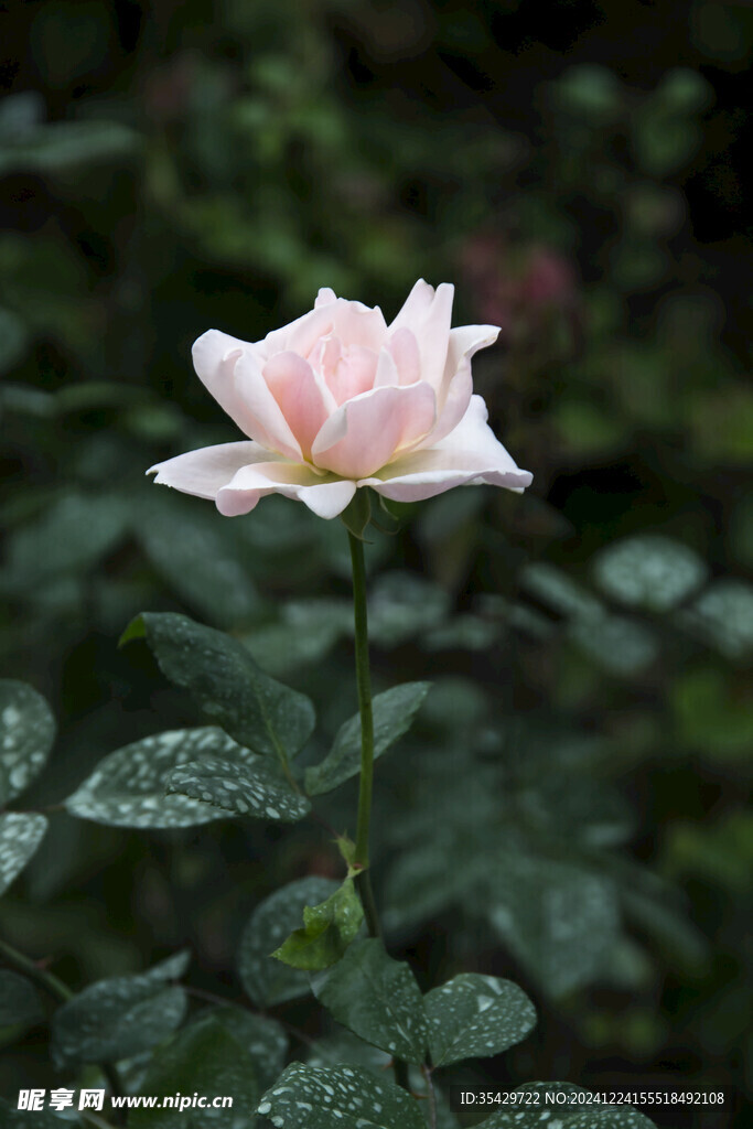 玫瑰花