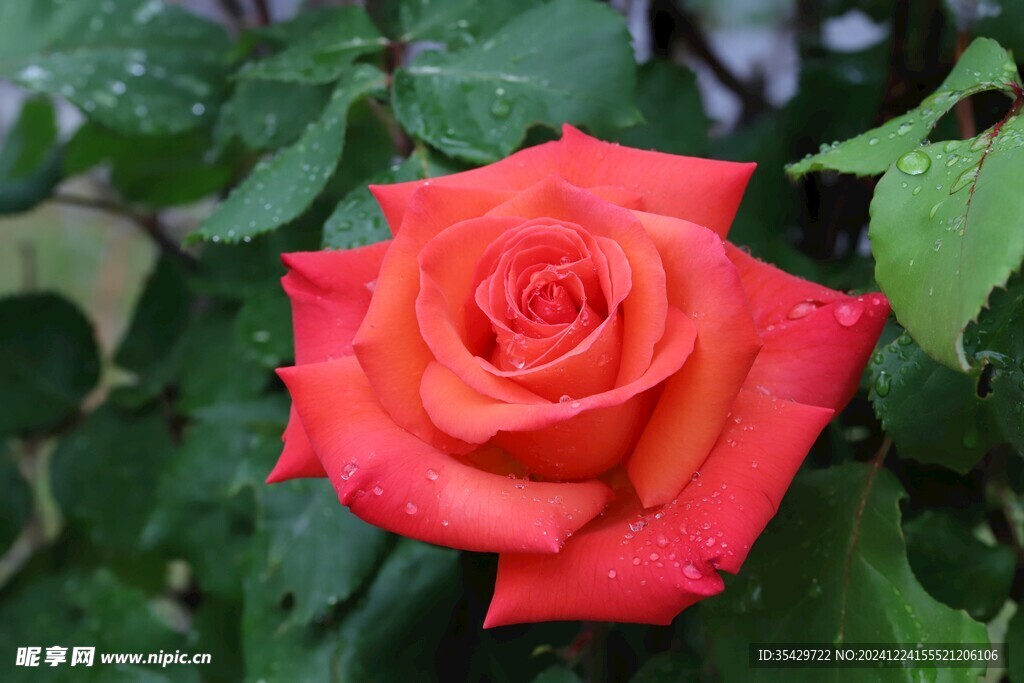 玫瑰花