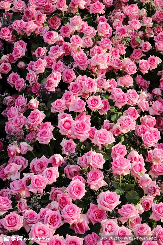 玫瑰花