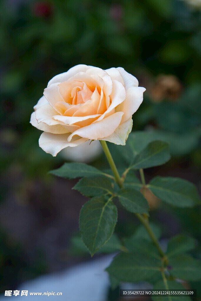 玫瑰花