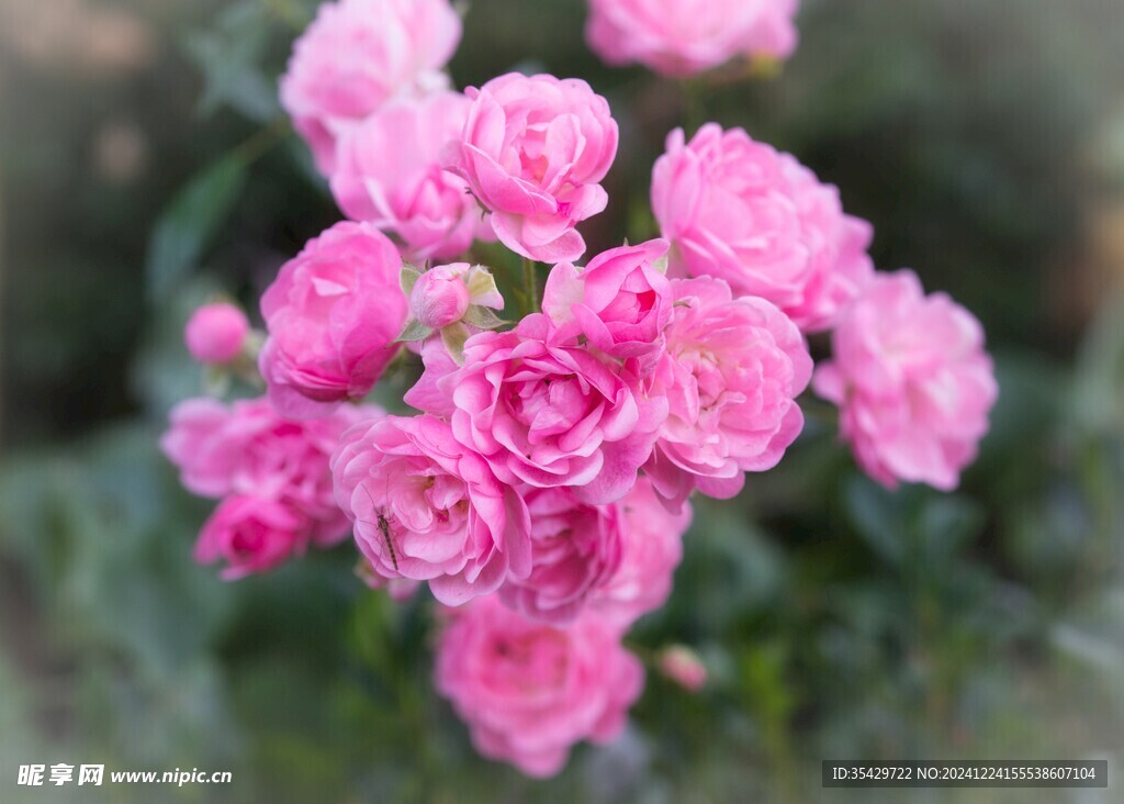 玫瑰花