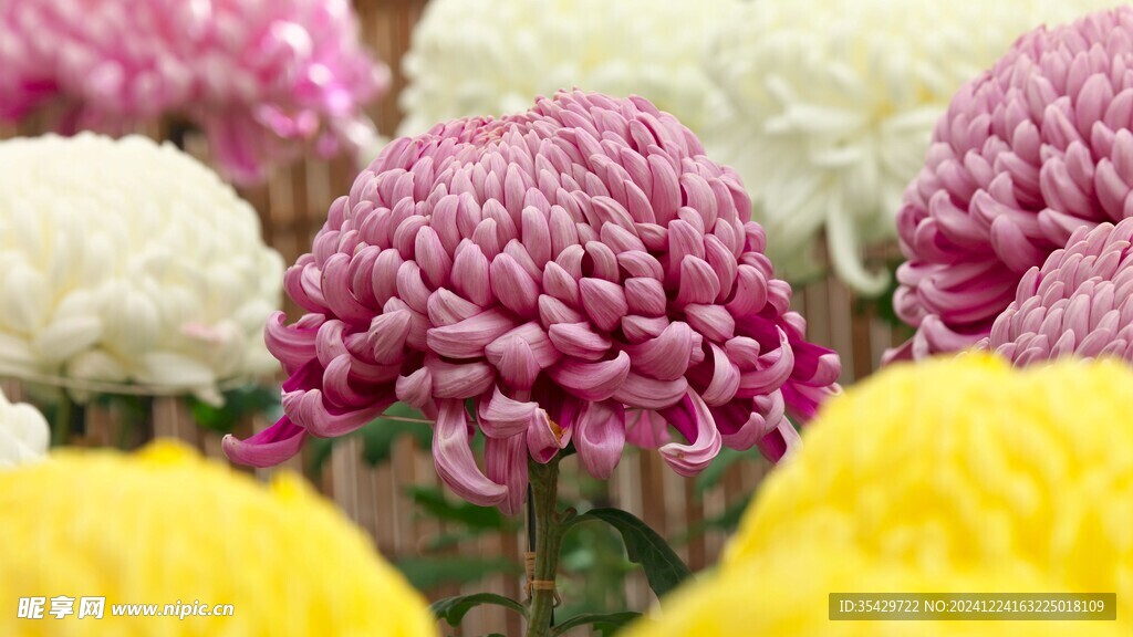 菊花