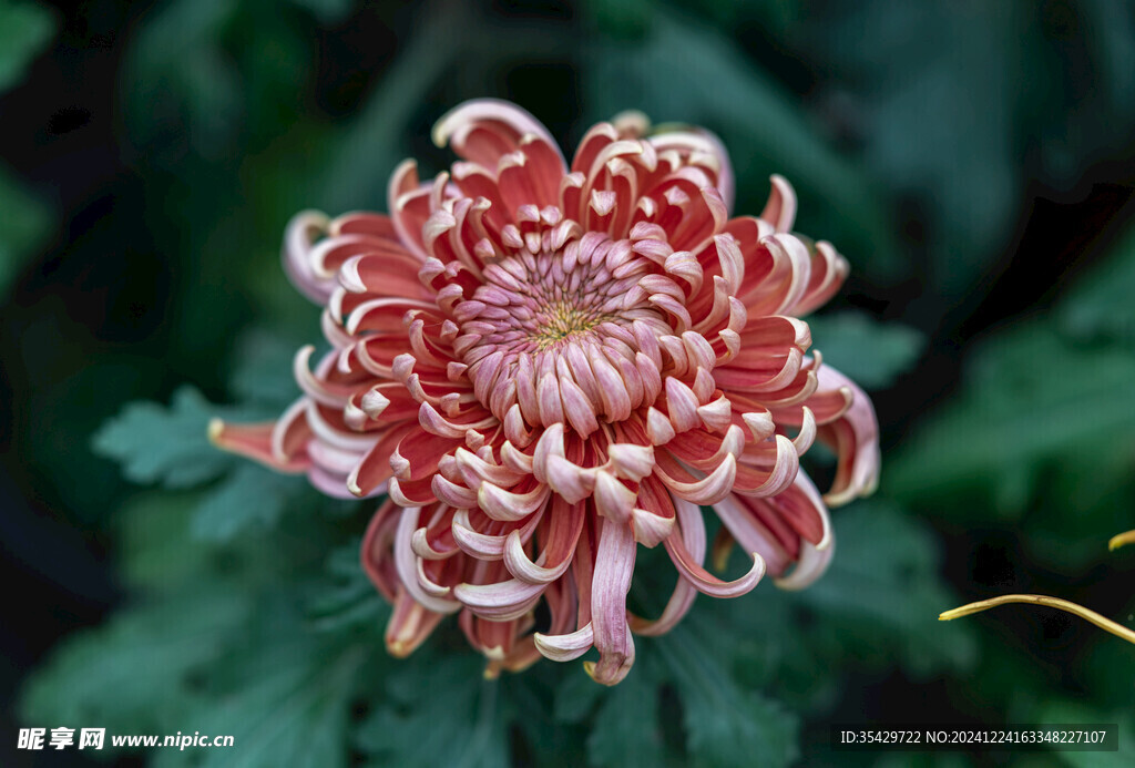 菊花