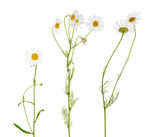 雏菊