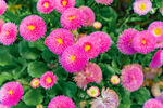 非洲菊