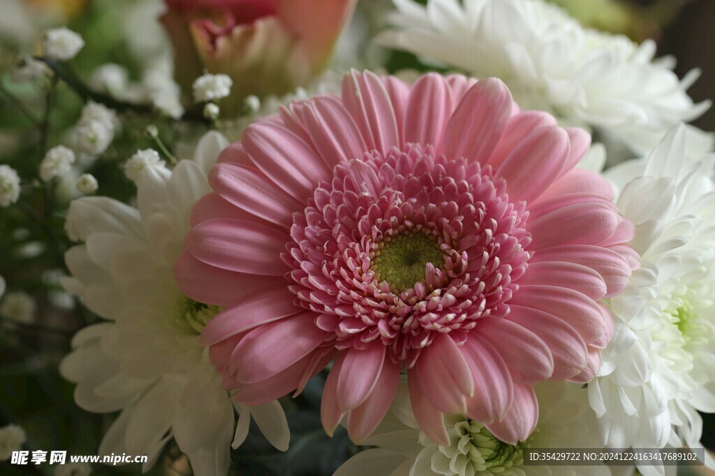 菊花