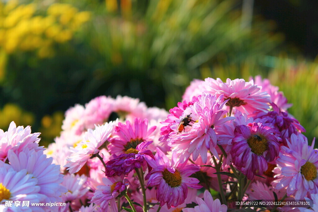 菊花