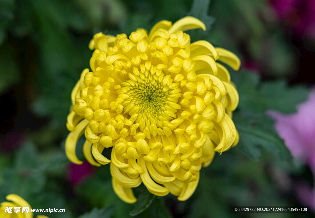 菊花