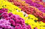 菊花展