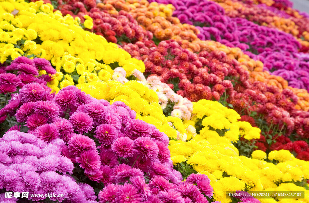 菊花展