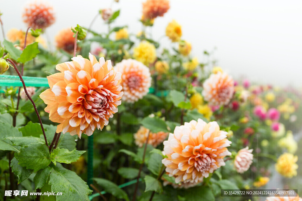 菊花