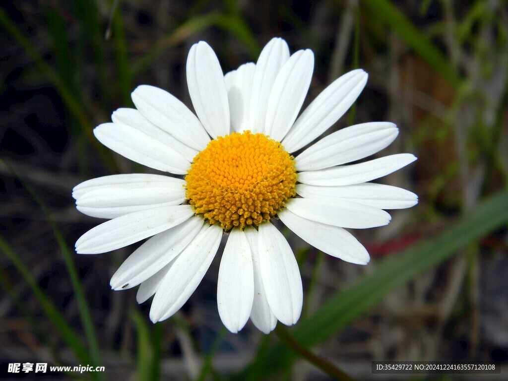 雏菊