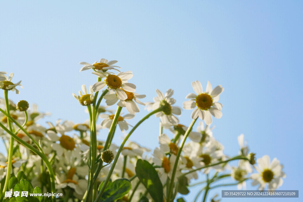 雏菊