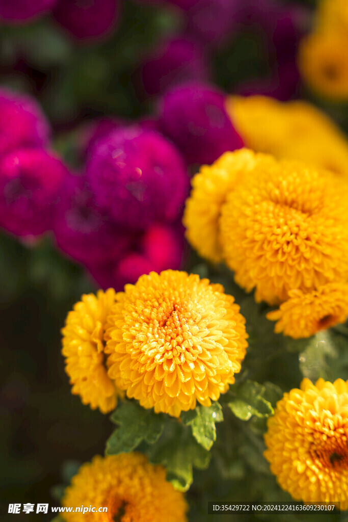 菊花