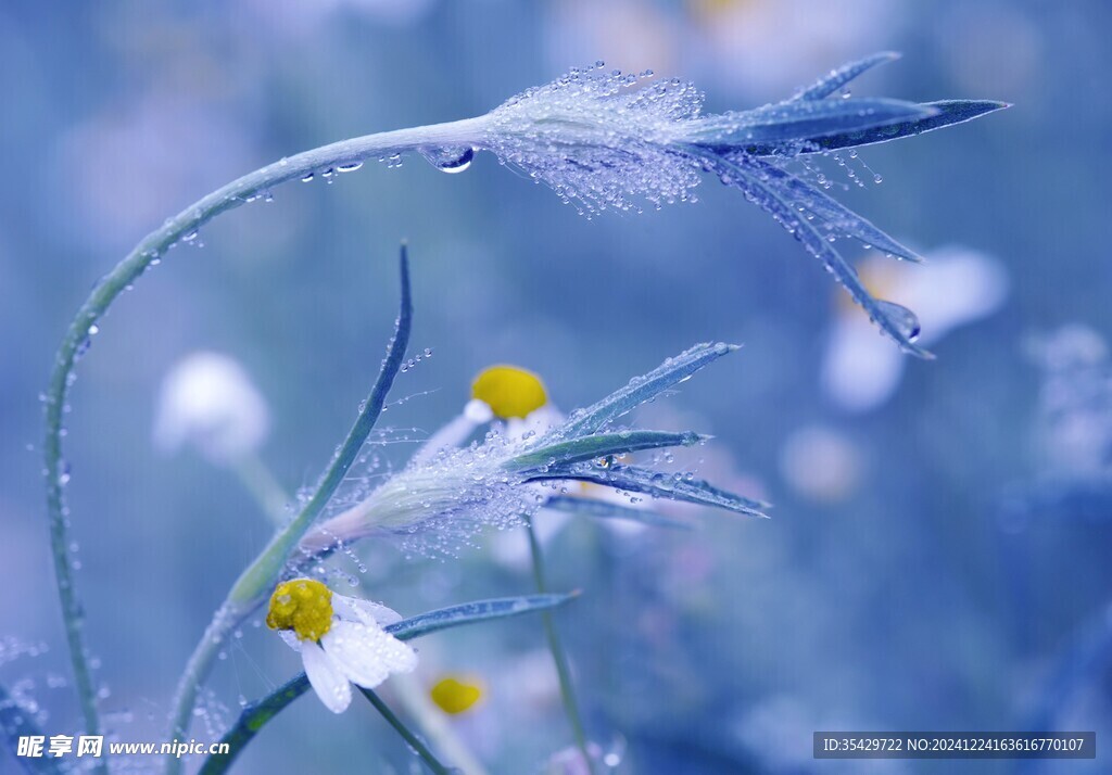 雏菊
