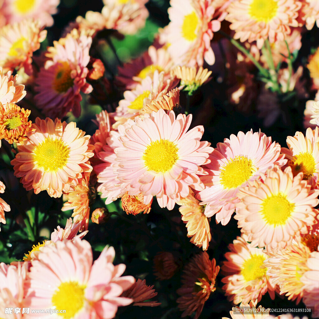 菊花