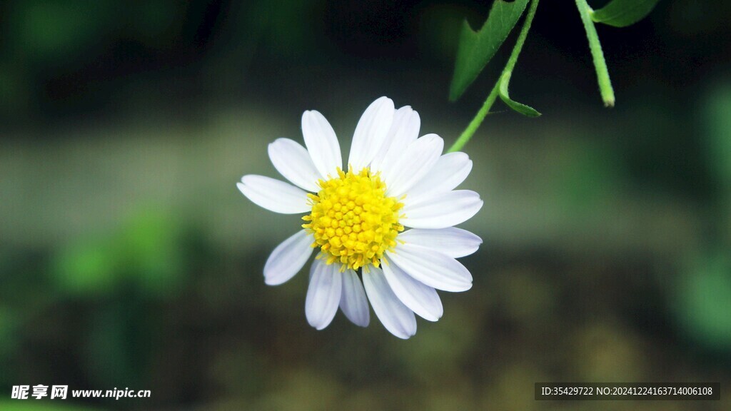 雏菊