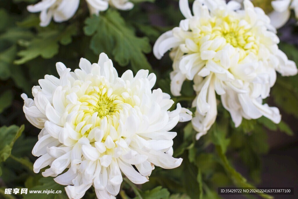 菊花