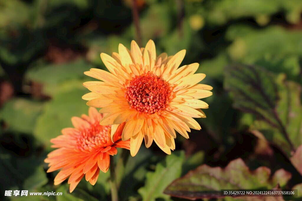 菊花