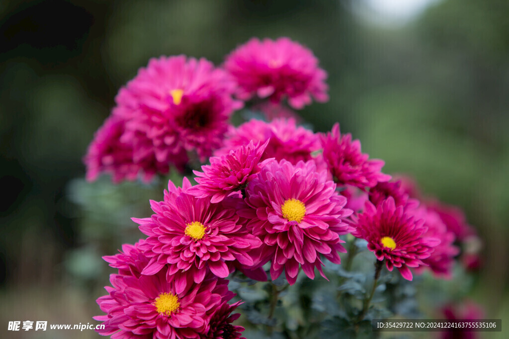 菊花