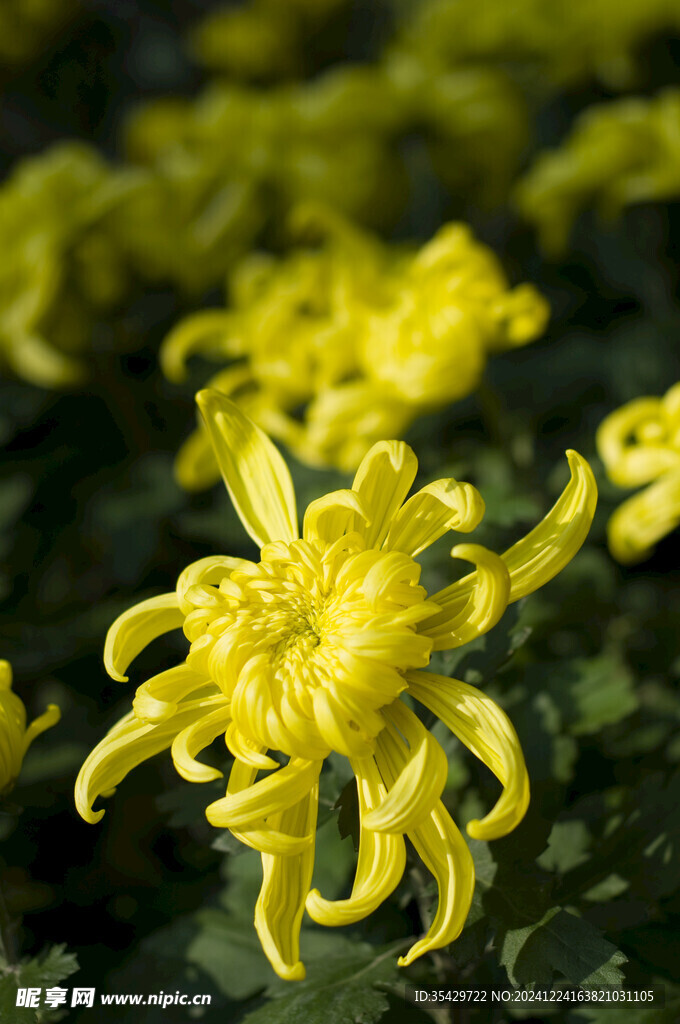 菊花
