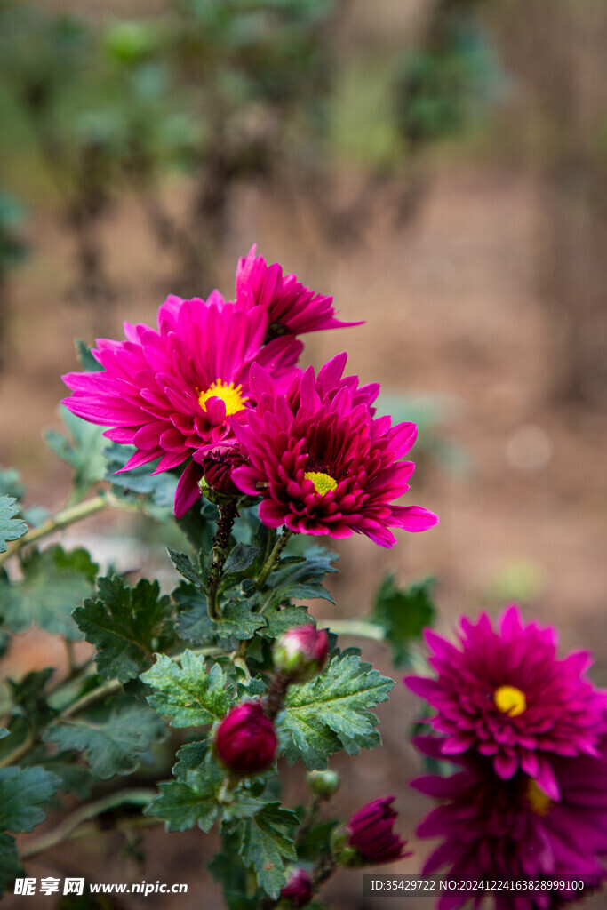 菊花