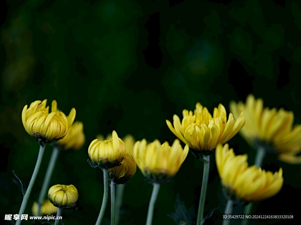 菊花