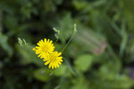 野菊花