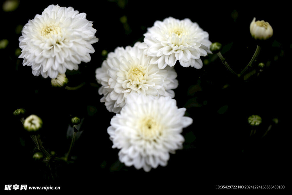 菊花