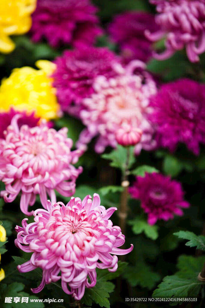 菊花
