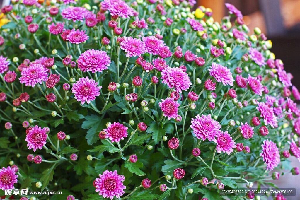 菊花