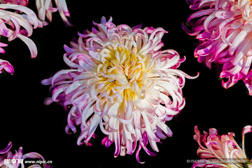 菊花