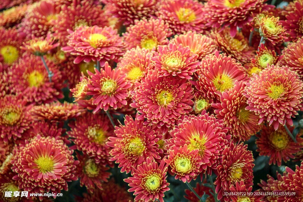 菊花