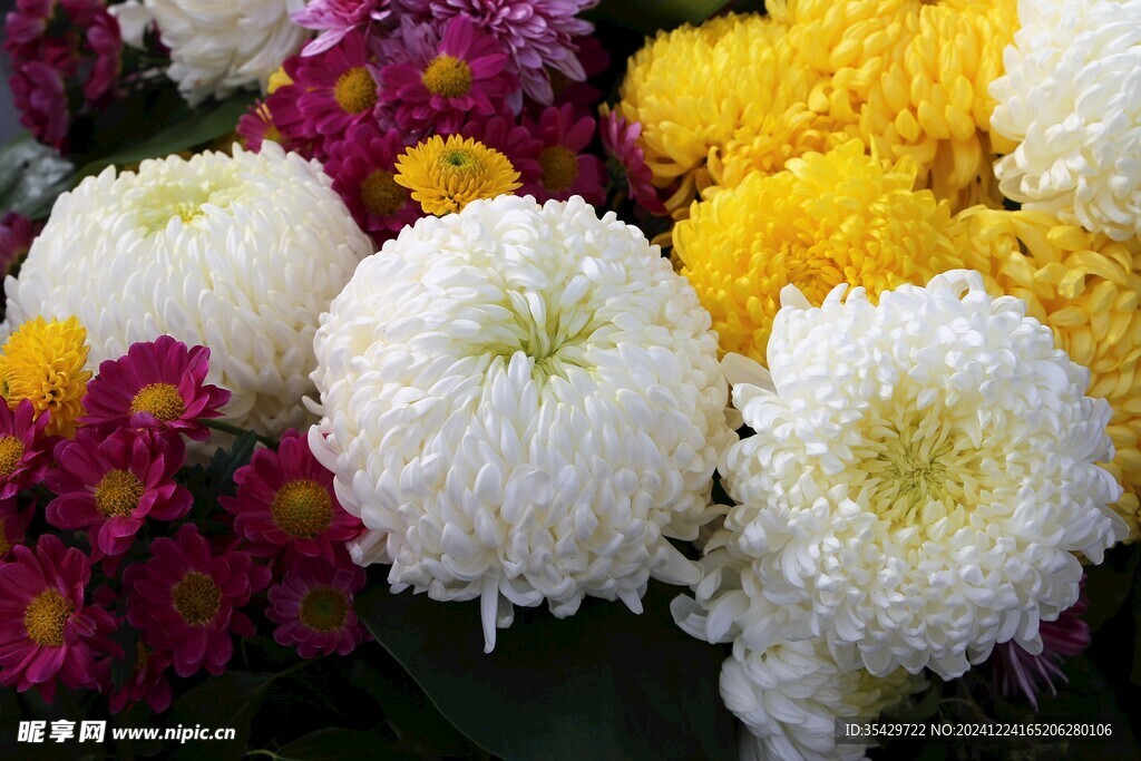 菊花
