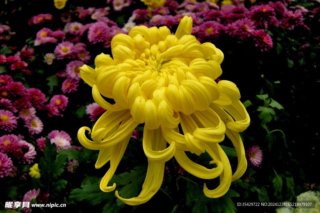 菊花