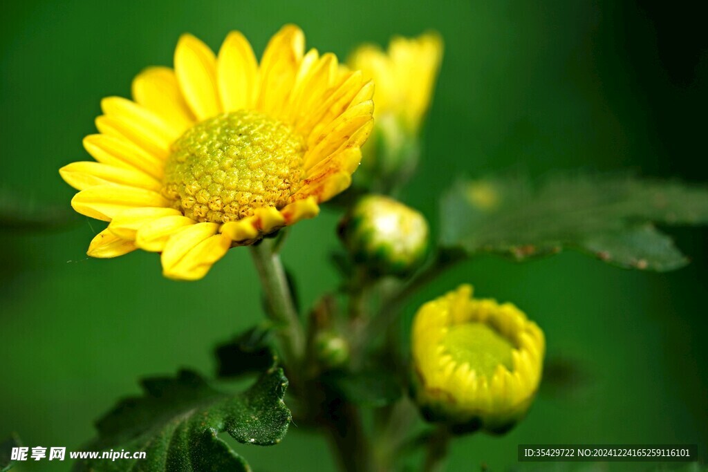 菊花