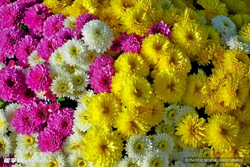 菊花