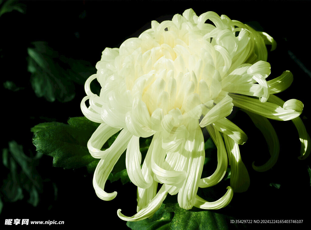 菊花